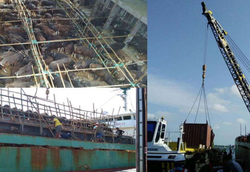 Kondisi Kapal Kapal Asia Putra yang mengangkut sekitar 500 ekor, Jumat (1/08/2017)