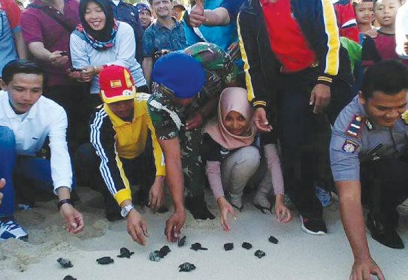 Pelepasan Tukik oleh Bupati Kaur Gusril Fauzi, S. Sos dan Mahasiswa KKN UGM , Jumat (28-7-2017)