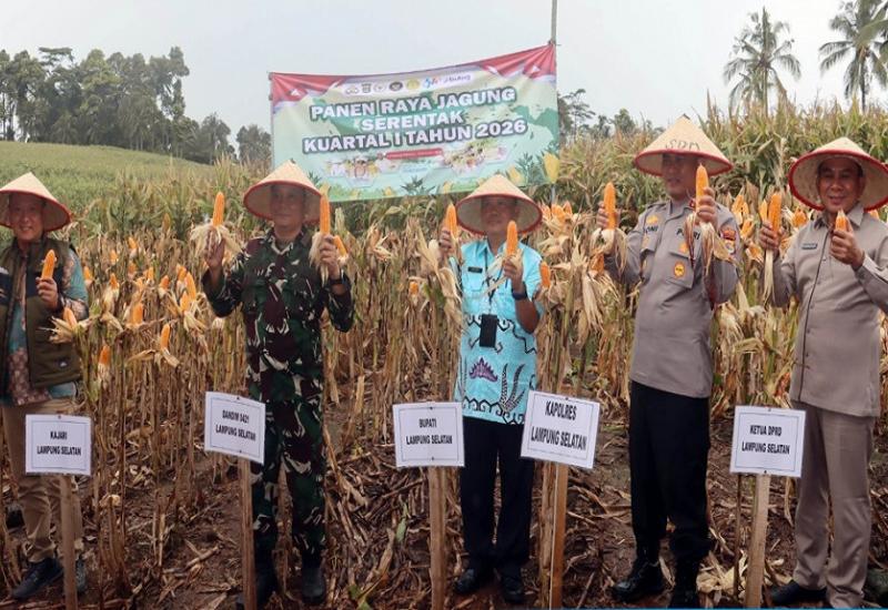 Pemkab Lamsel Bersama Kapolri, Panen Raya Jagung Serentak Kuartal I Secara Nasional Via Konferensi Video