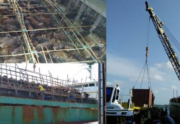 Kondisi Kapal Kapal Asia Putra yang mengangkut sekitar 500 ekor, Jumat (1/08/2017)