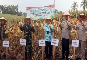 Pemkab Lamsel Bersama Kapolri, Panen Raya Jagung Serentak Kuartal I Secara Nasional Via Konferensi Video